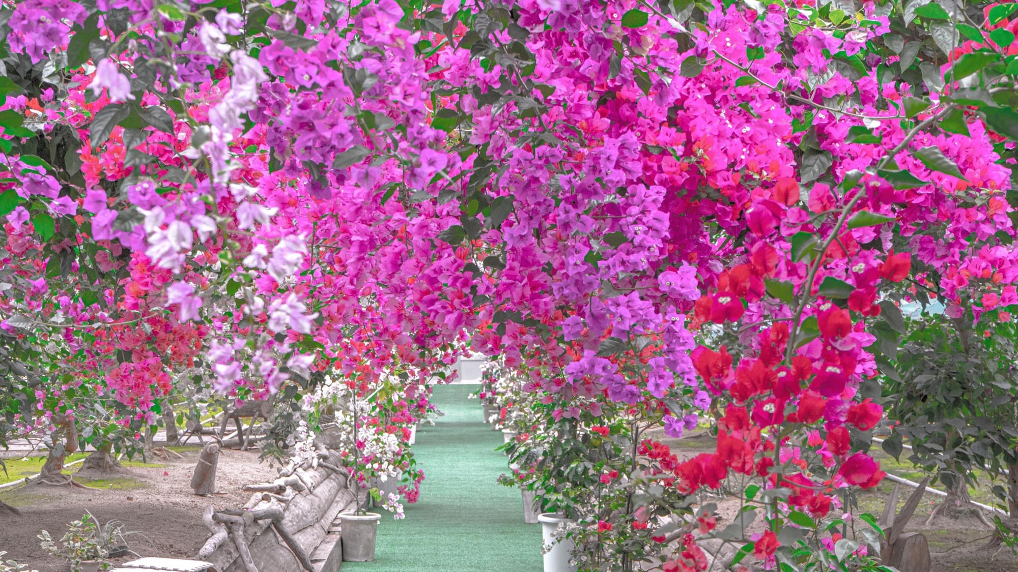 【期間限定】長島町の夢追い花フェスタで春を楽しむ♪花より団子でおいしい料理を【3大特典】