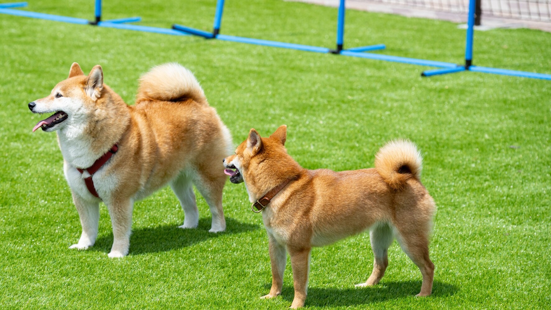 ドッグラン