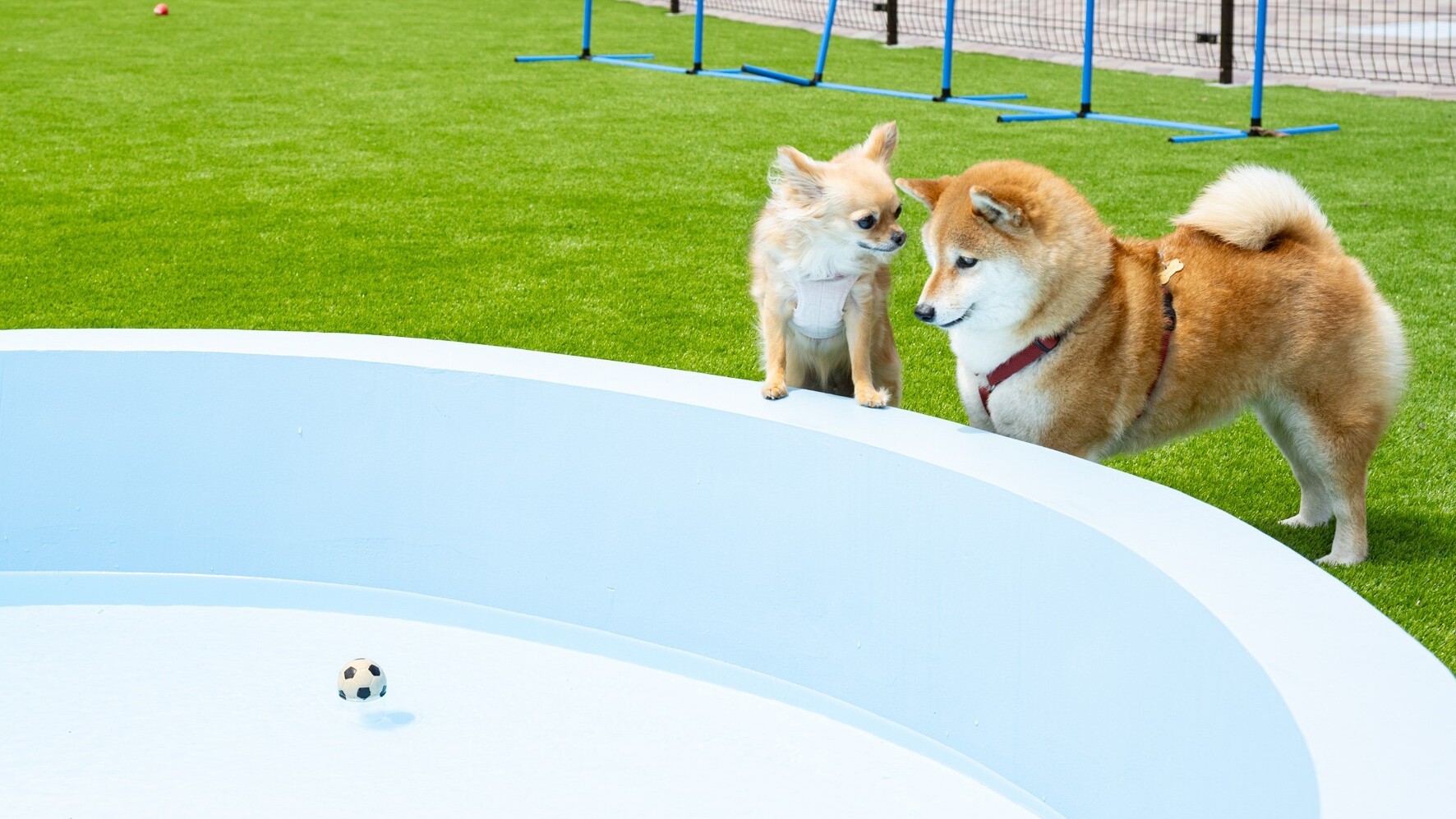 ドッグラン