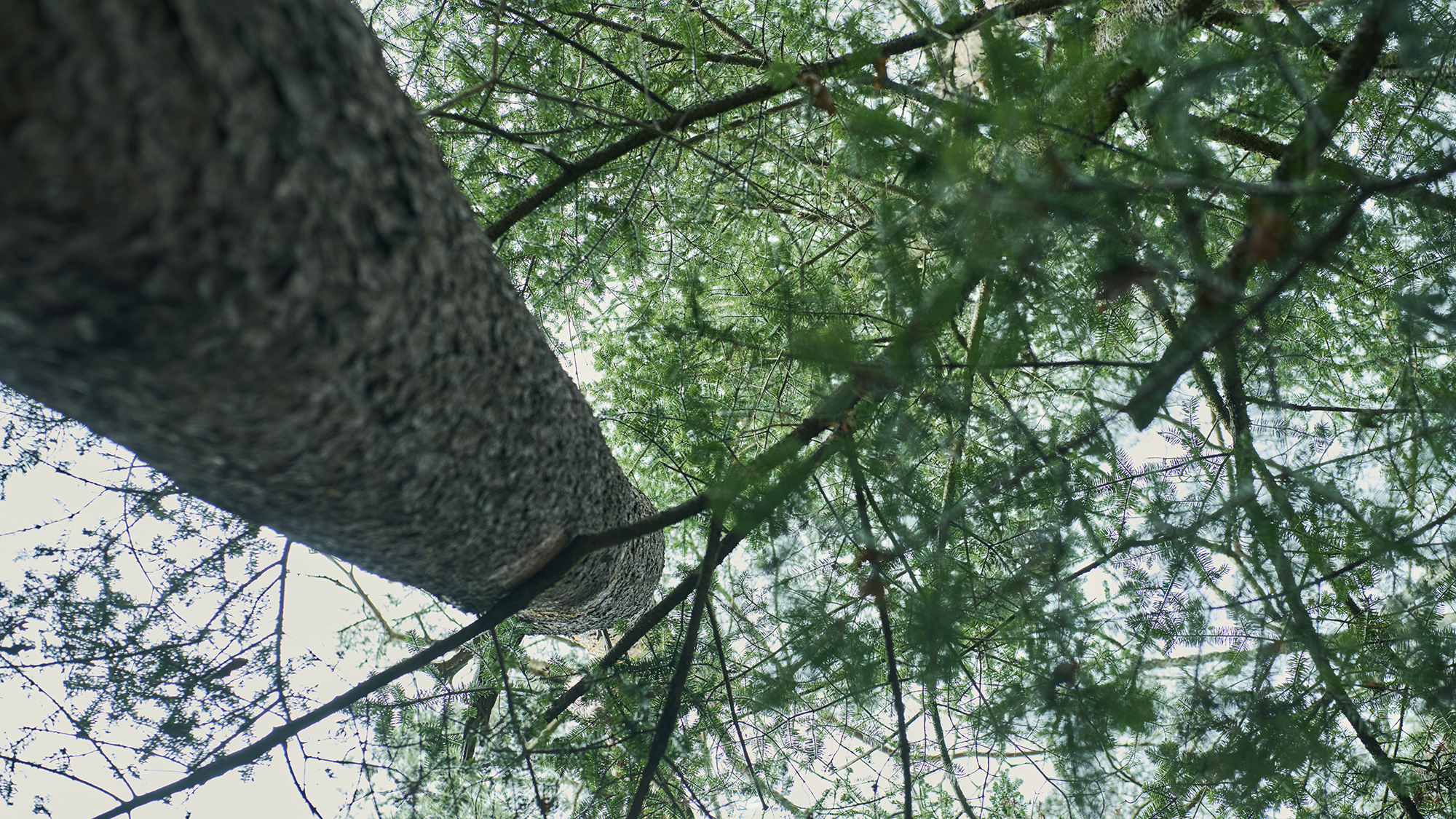 【2024年12月24日開業】旧軽井沢までほど近い閑静な地に2部屋のラグジュアリーヴィラが誕生。
