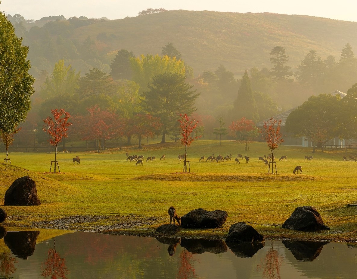 【キャンセル不可／15％OFF】【奈良公園で紅葉を】期間限定・秋のウェルカムスイーツ付き＜夕朝食付＞
