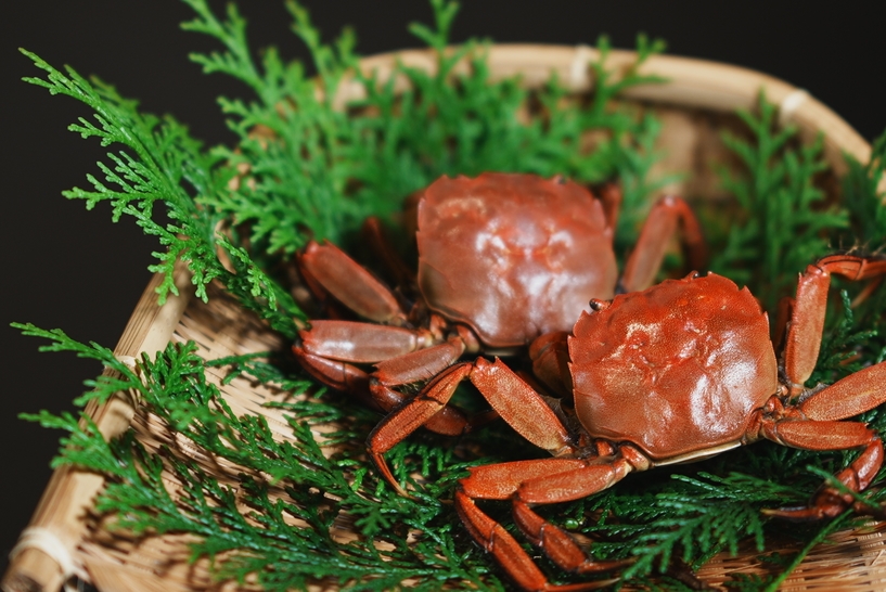 夕食付プラン【厳選伊豆の狩人料理】◇大自然の恵みを味わう◇猟師が作るジビエ料理