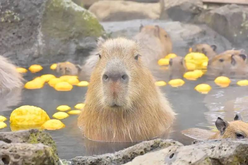 シャボテン公園