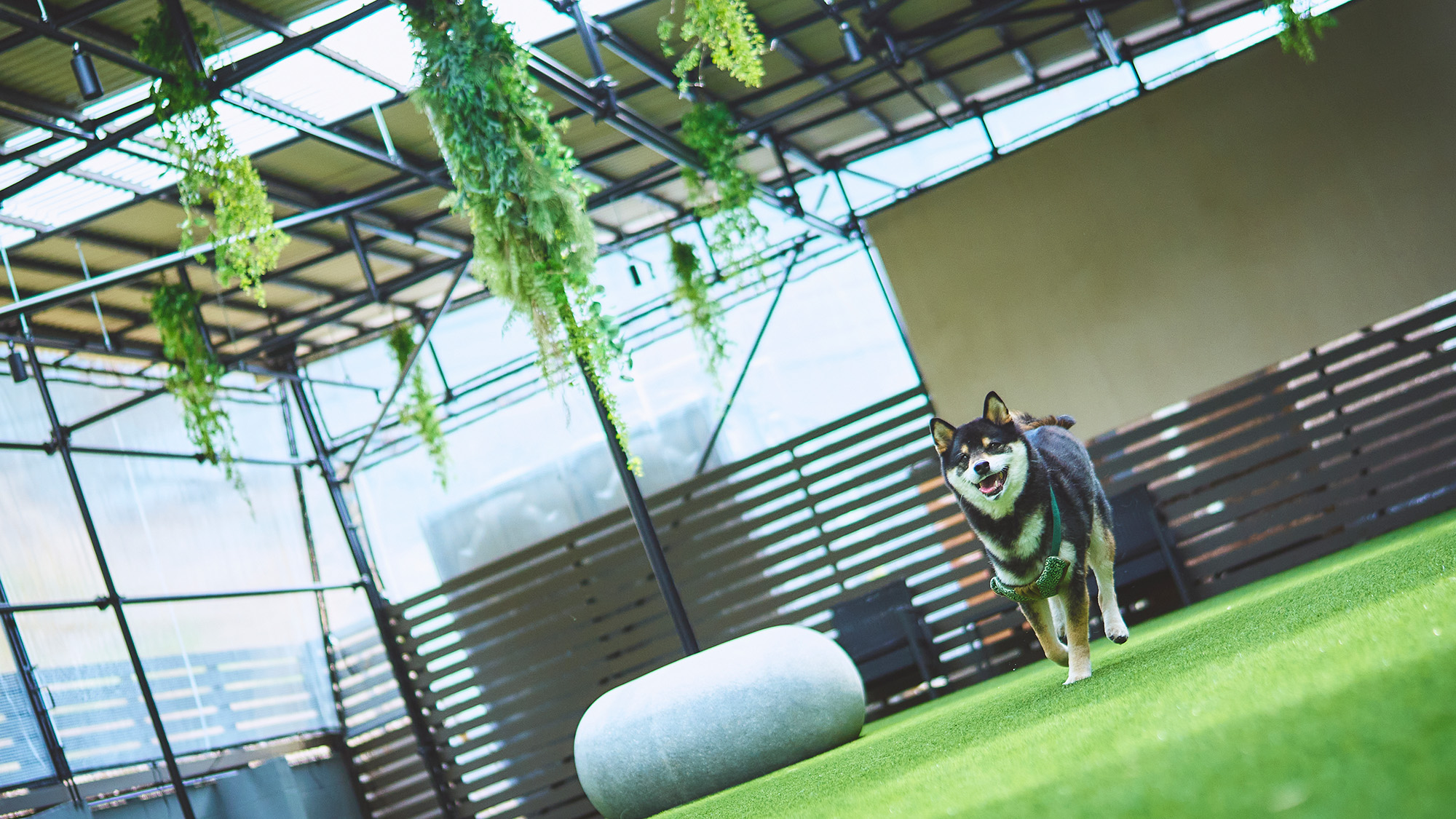 屋根付き屋外ドッグラン