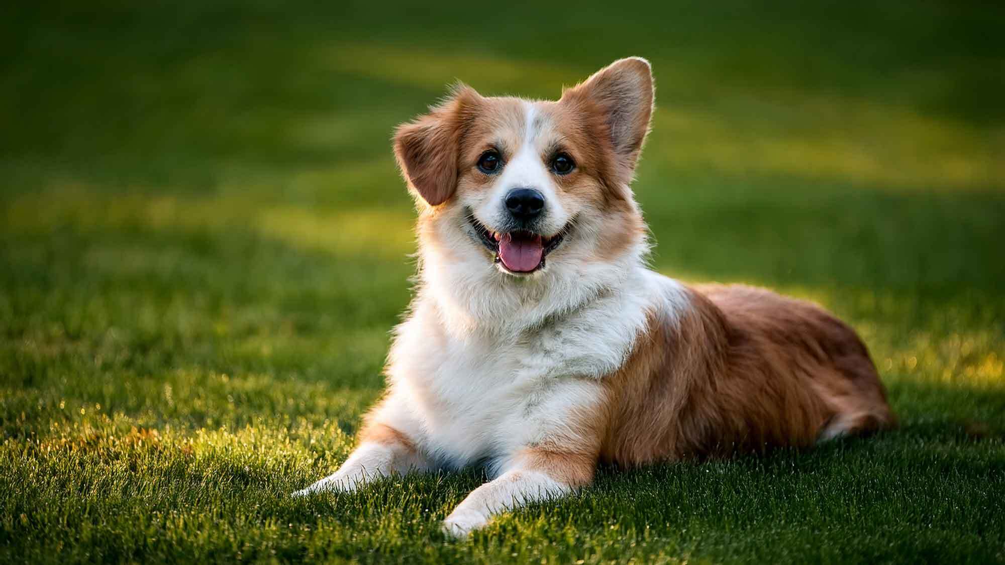 ・【ワンちゃん同伴OK】1匹は無料！2匹目以降は有料です（1匹につき1泊3,000円）