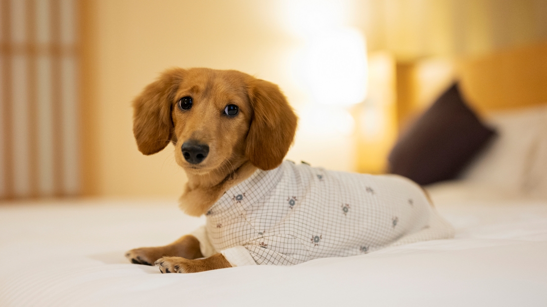 【にいがたGoToトラベルでお得に宿泊】ペット可＜素泊まり＞愛犬と一緒に大自然の高原リゾートを満喫！