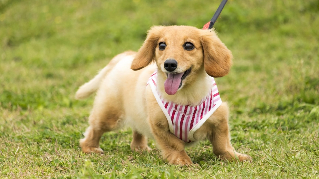 【にいがたGoToトラベルでお得に宿泊】ペット可＜素泊まり＞愛犬と一緒に大自然の高原リゾートを満喫！