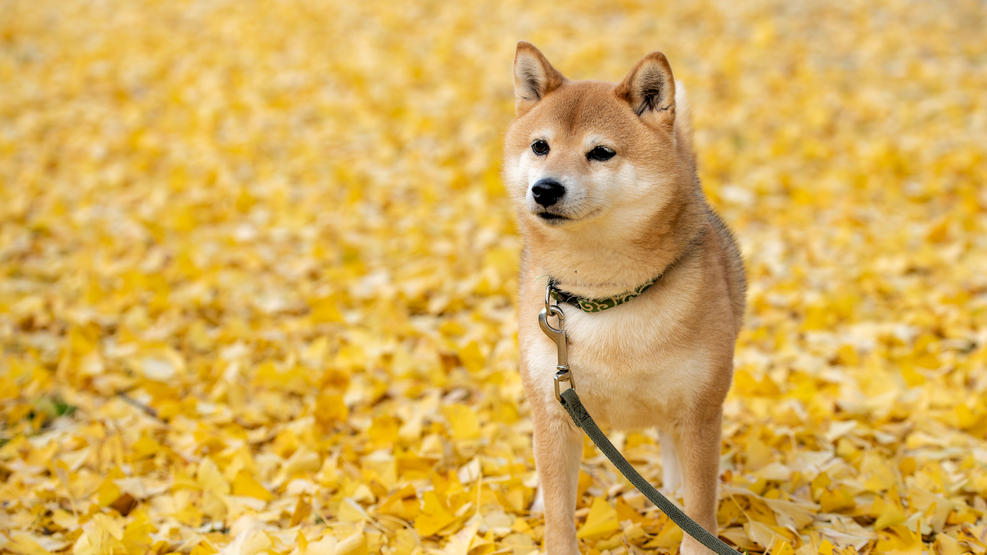 【その他】ワンちゃんとのご旅行イメージ