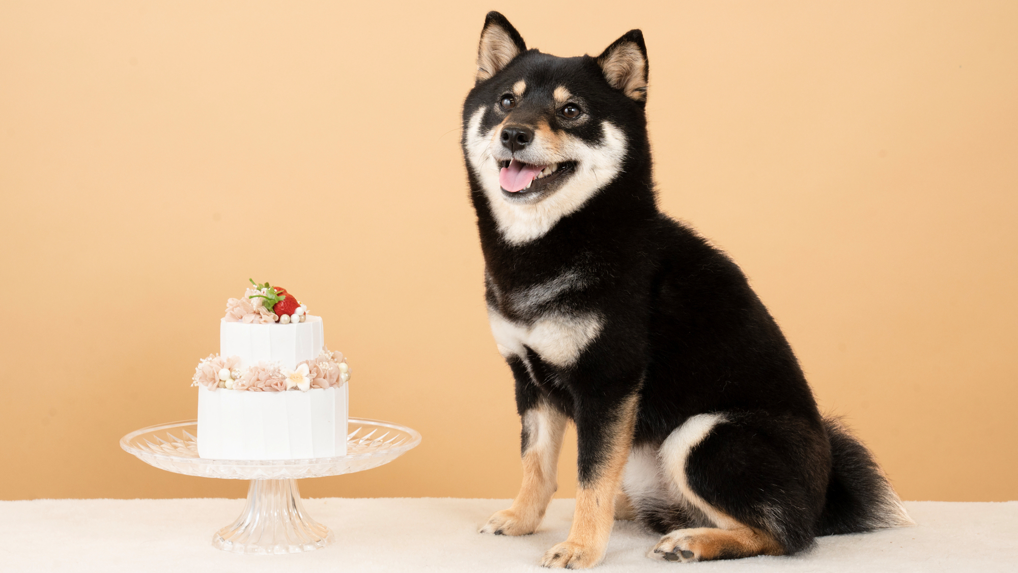 【その他】ワンちゃんとのご旅行イメージ