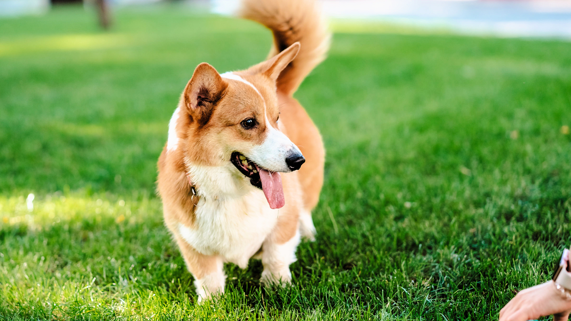 【その他】ワンちゃんとのご旅行イメージ