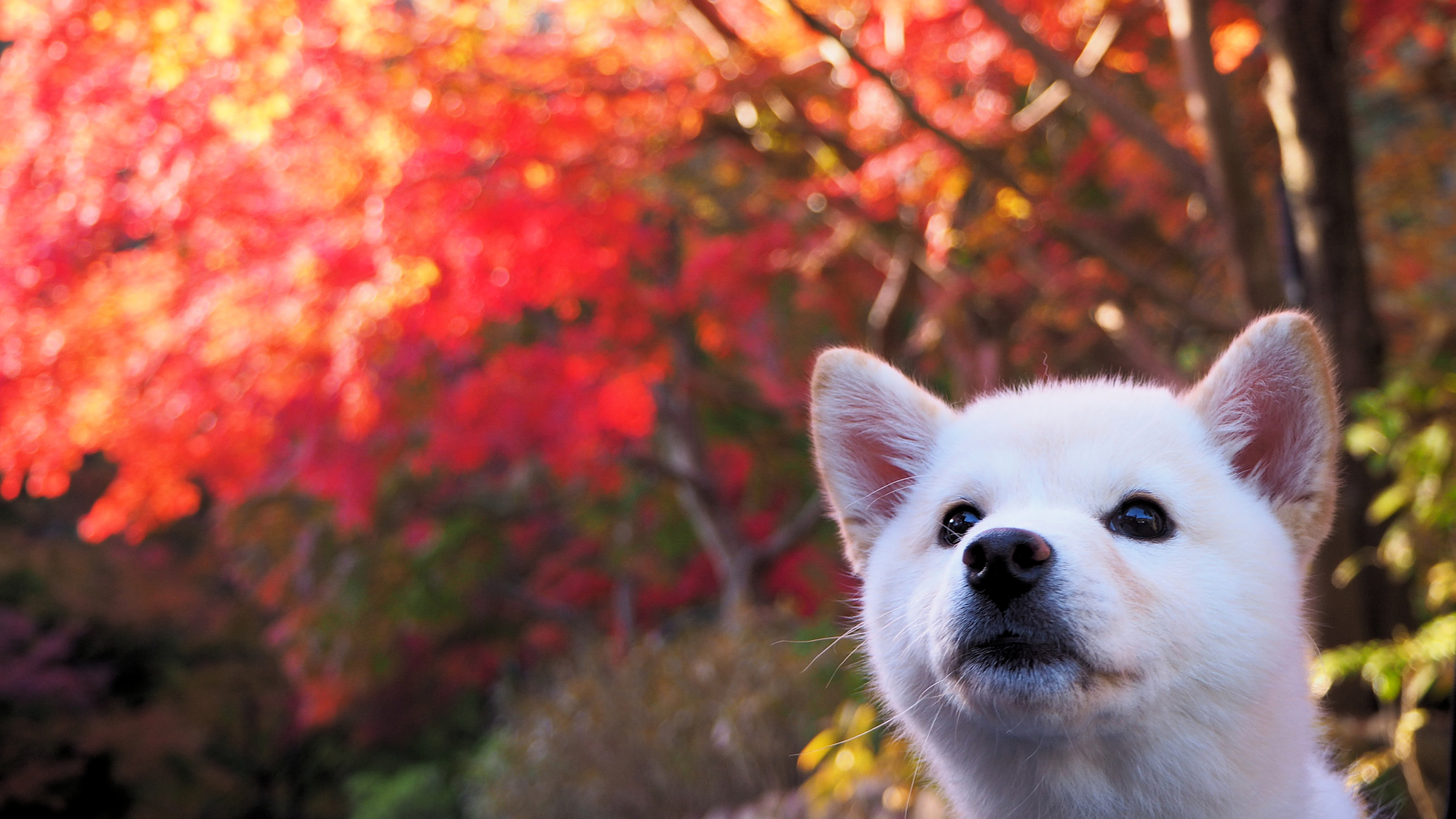 【その他】ワンちゃんとのご旅行イメージ