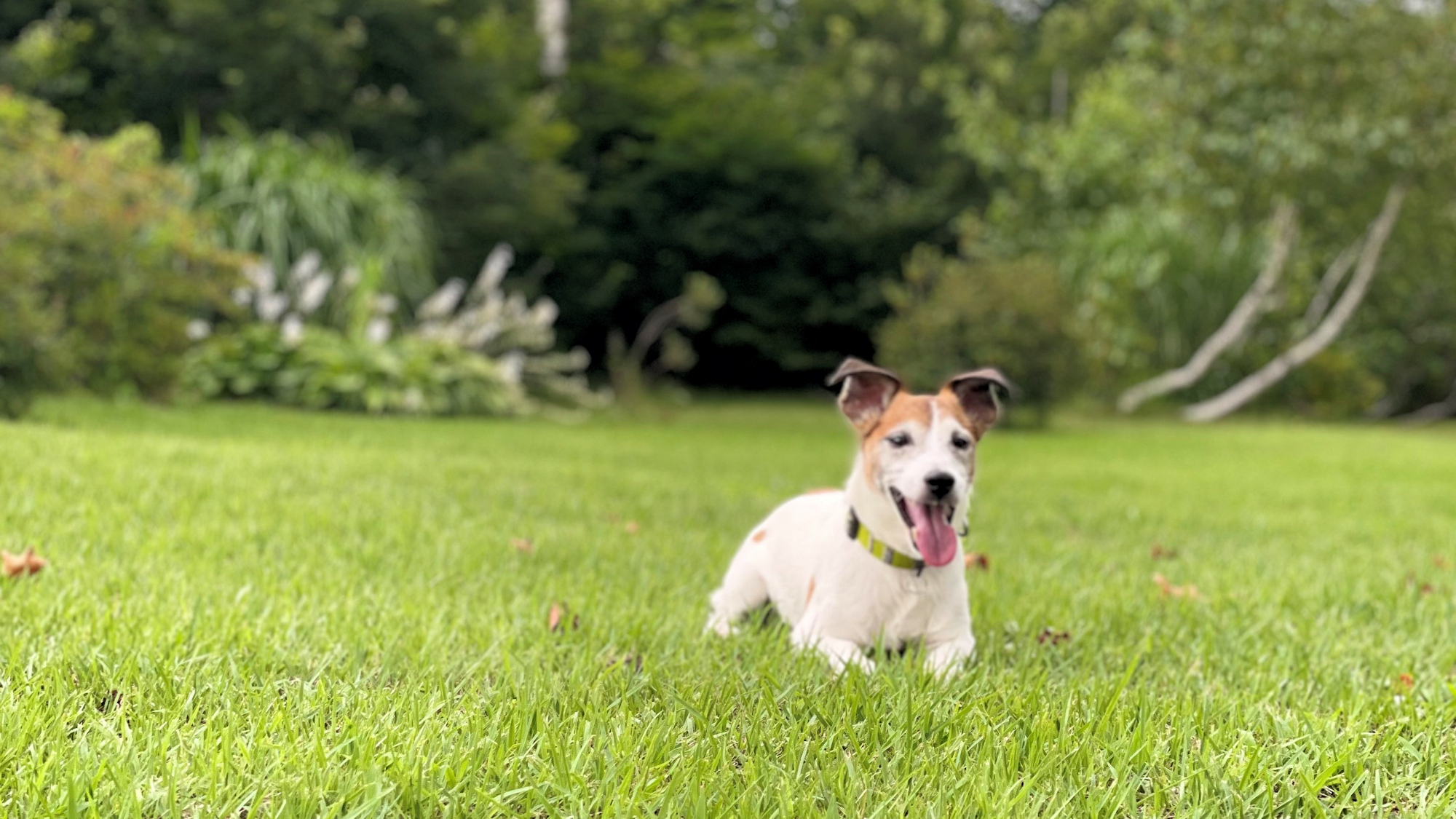 【その他】ワンちゃんとのご旅行イメージ