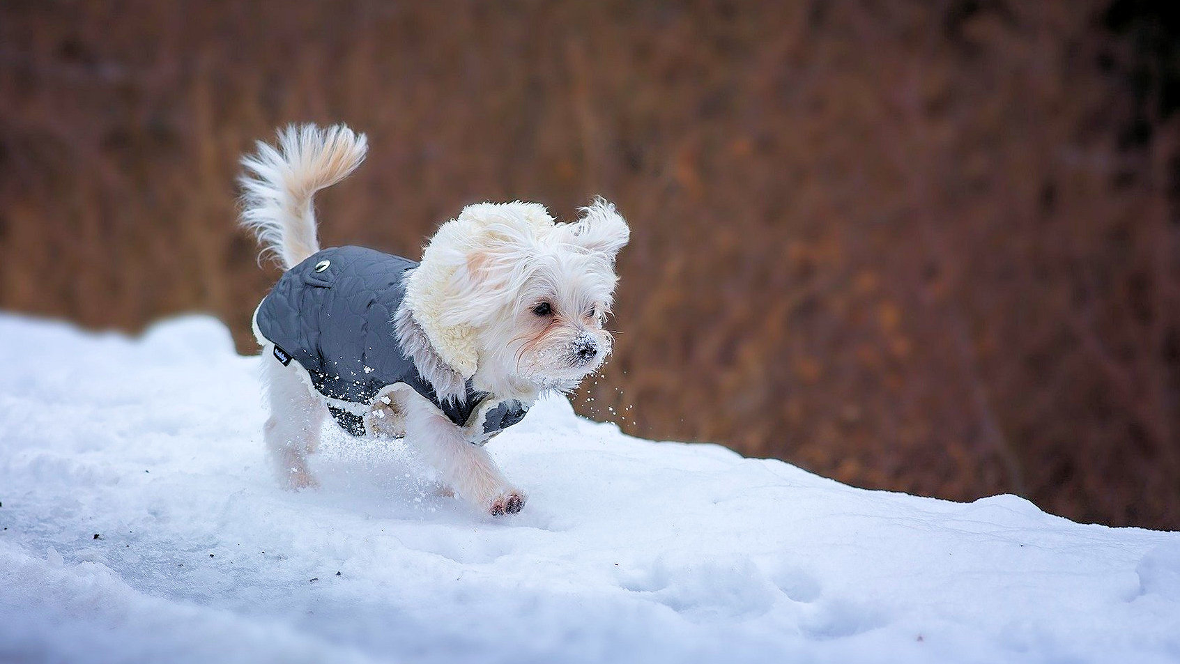【その他】ワンちゃんとのご旅行イメージ