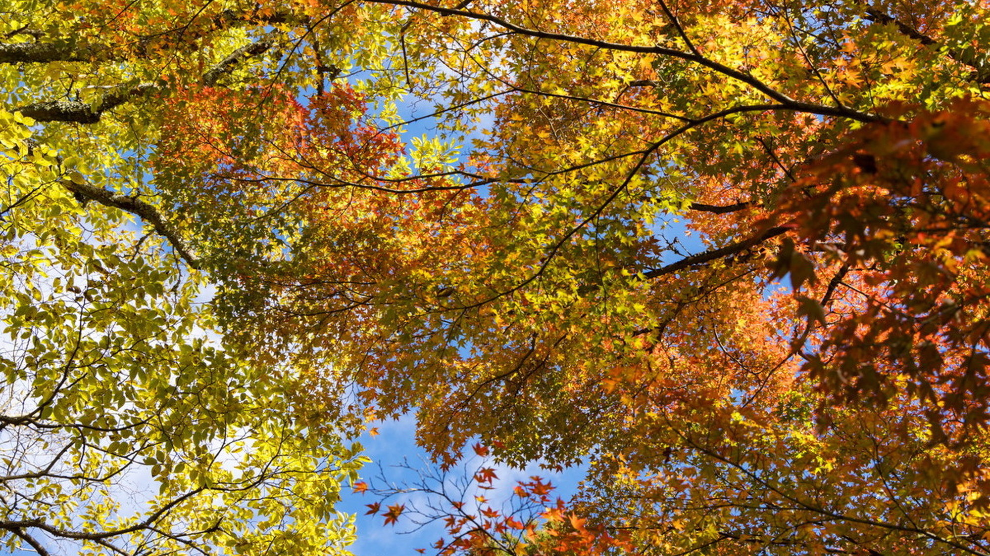 澄んだ空気と紅葉の季節
