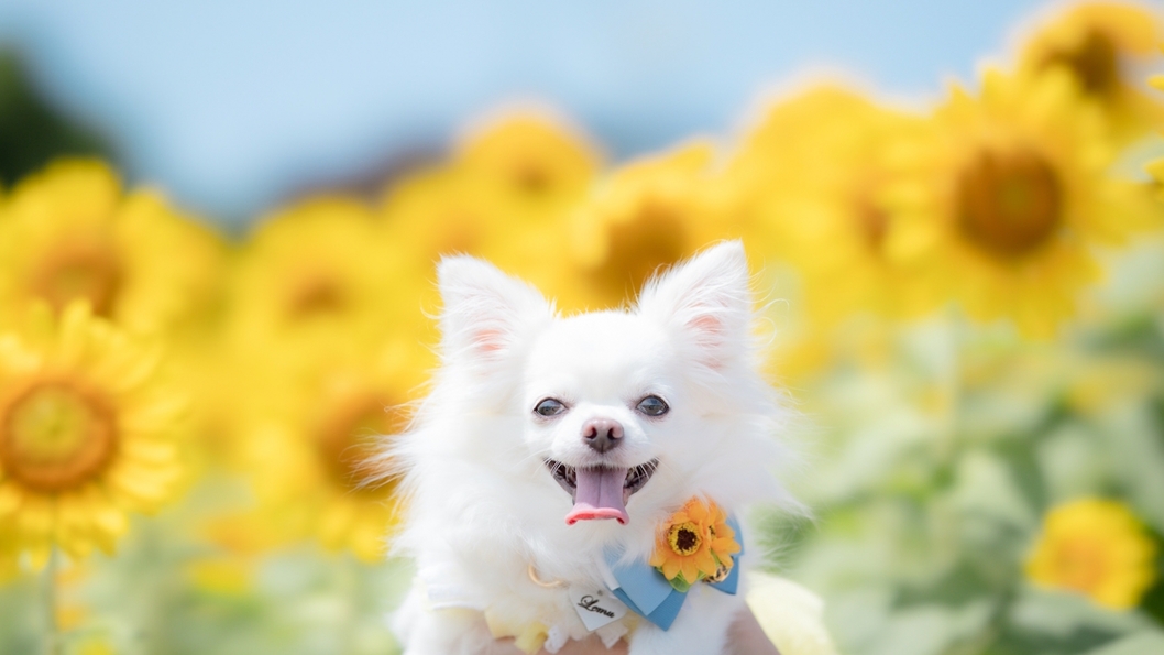 愛犬と泊まれる【お盆】8/9-8/14限定／≪1室限定≫愛犬同伴のお部屋で軽井沢堪能＜◎スペシャル＞