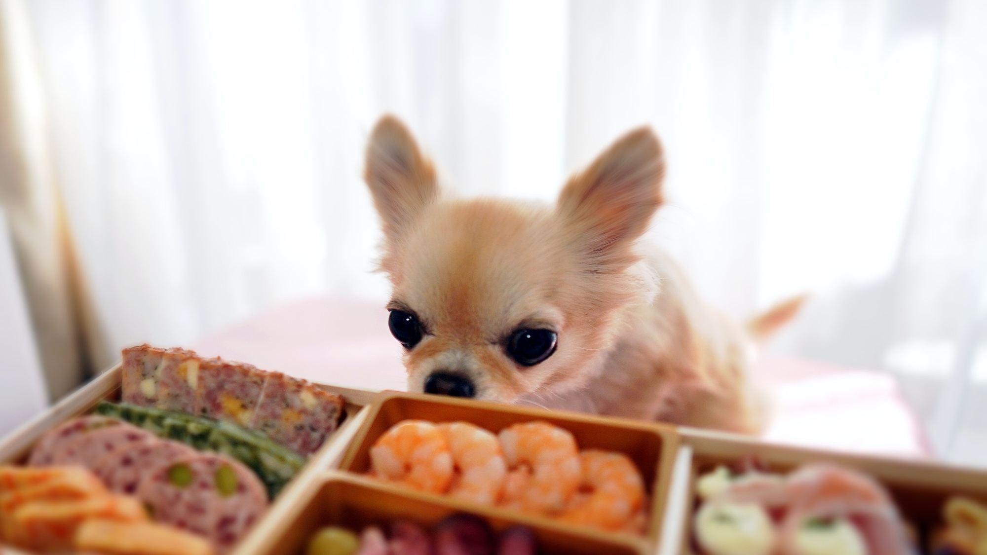 愛犬と泊まれる【年末年始】12/31-1/1限定／≪1室限定≫愛犬と過ごす年末年始＜◆年末年始＞