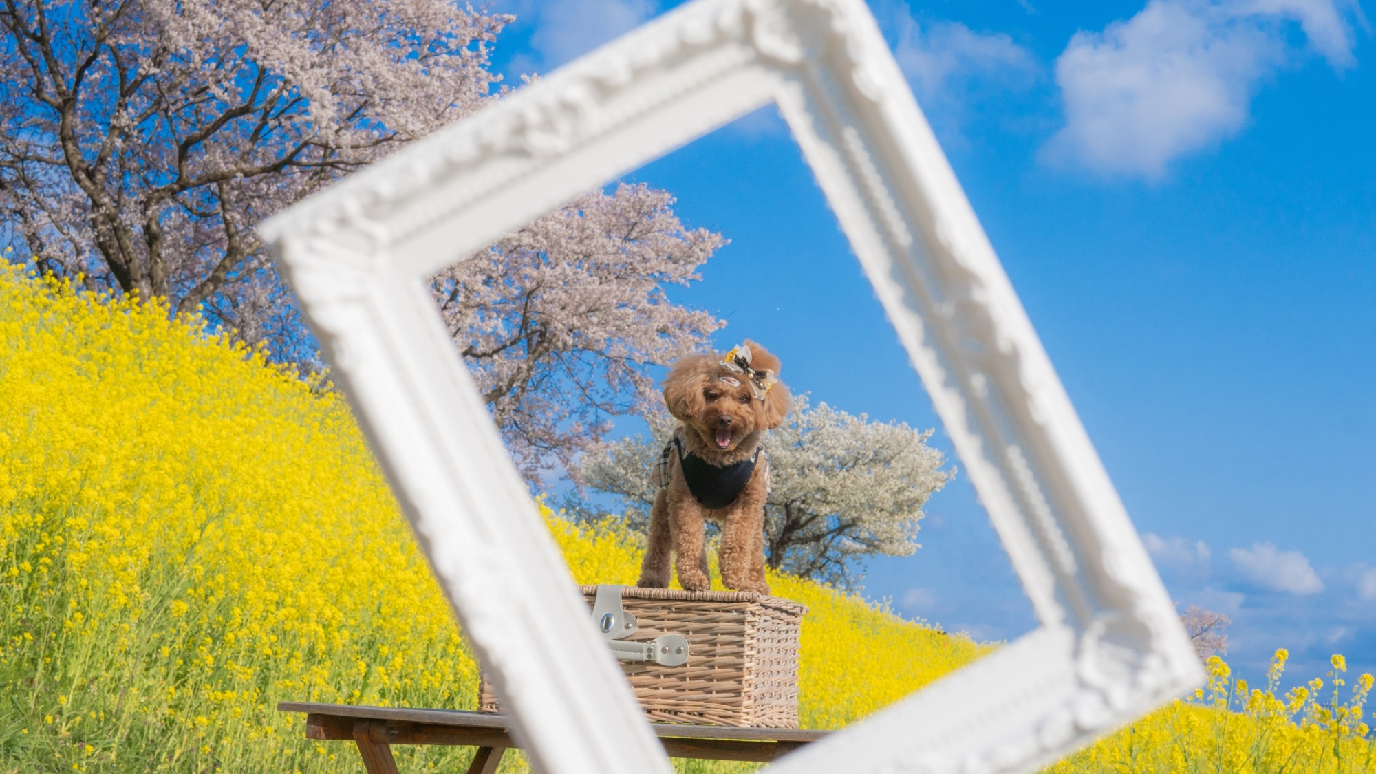 ≪1室限定≫愛犬同伴OKなお部屋で過ごすGW