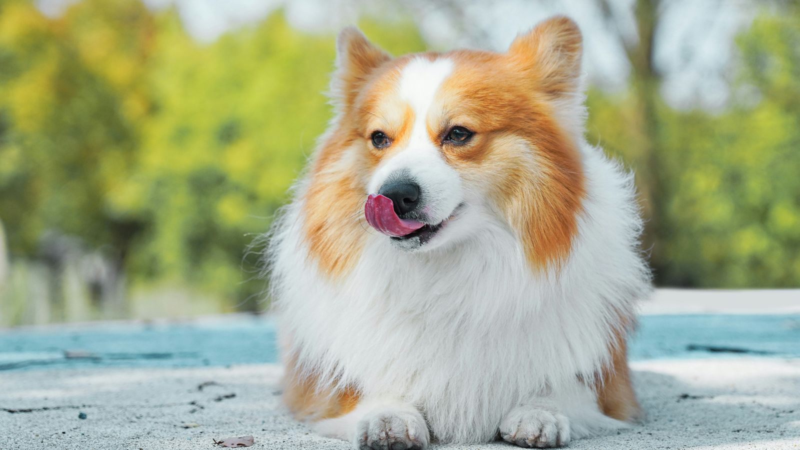 【愛犬と一緒にご宿泊！　素泊まり・持込可】1日2組限定　屋外専用テラス＆露天風呂付客室