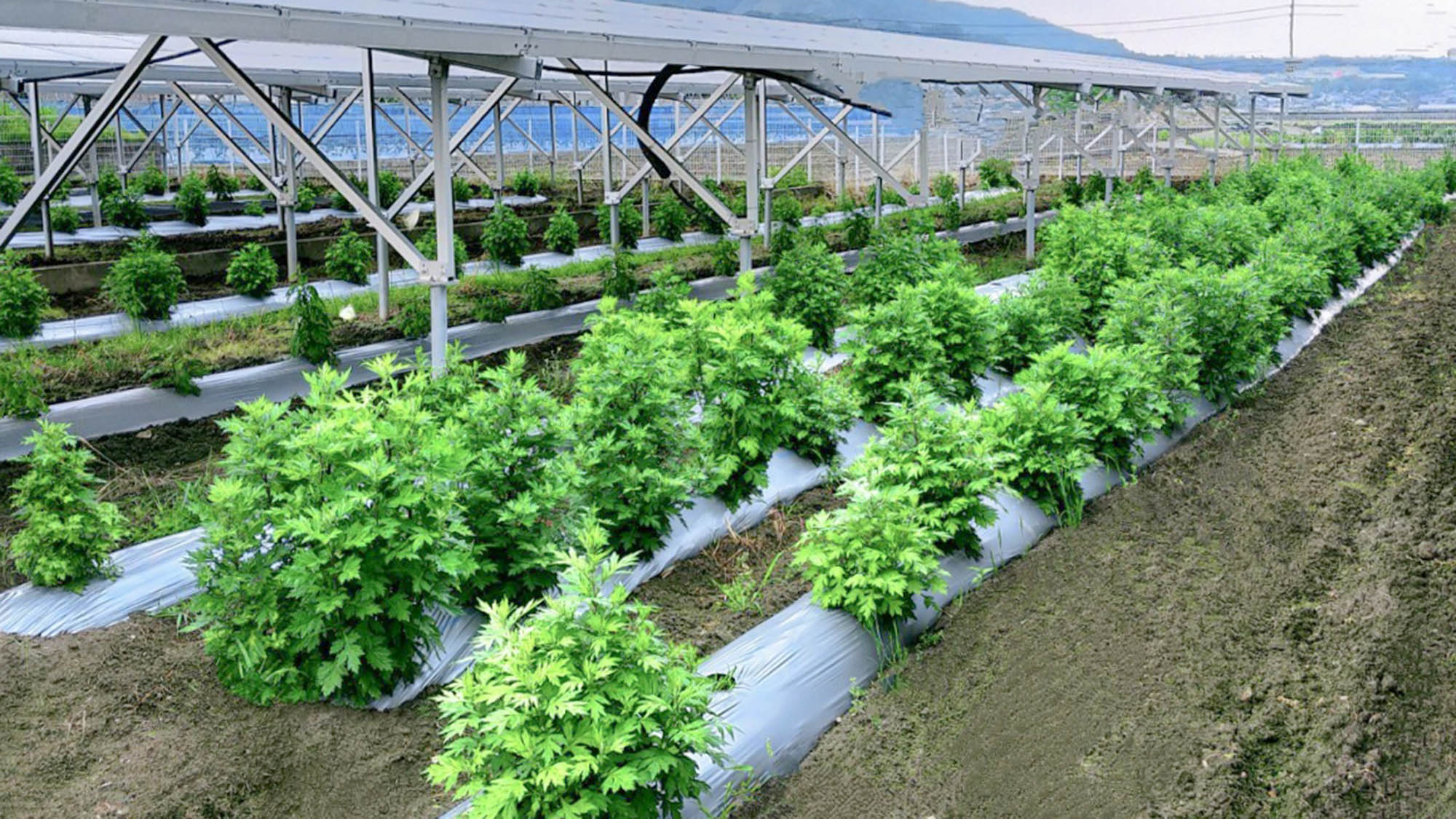 ・【よもぎ蒸し】使用している「エメラルドよもぎ」は、とくしま特選ブランドに認定されています