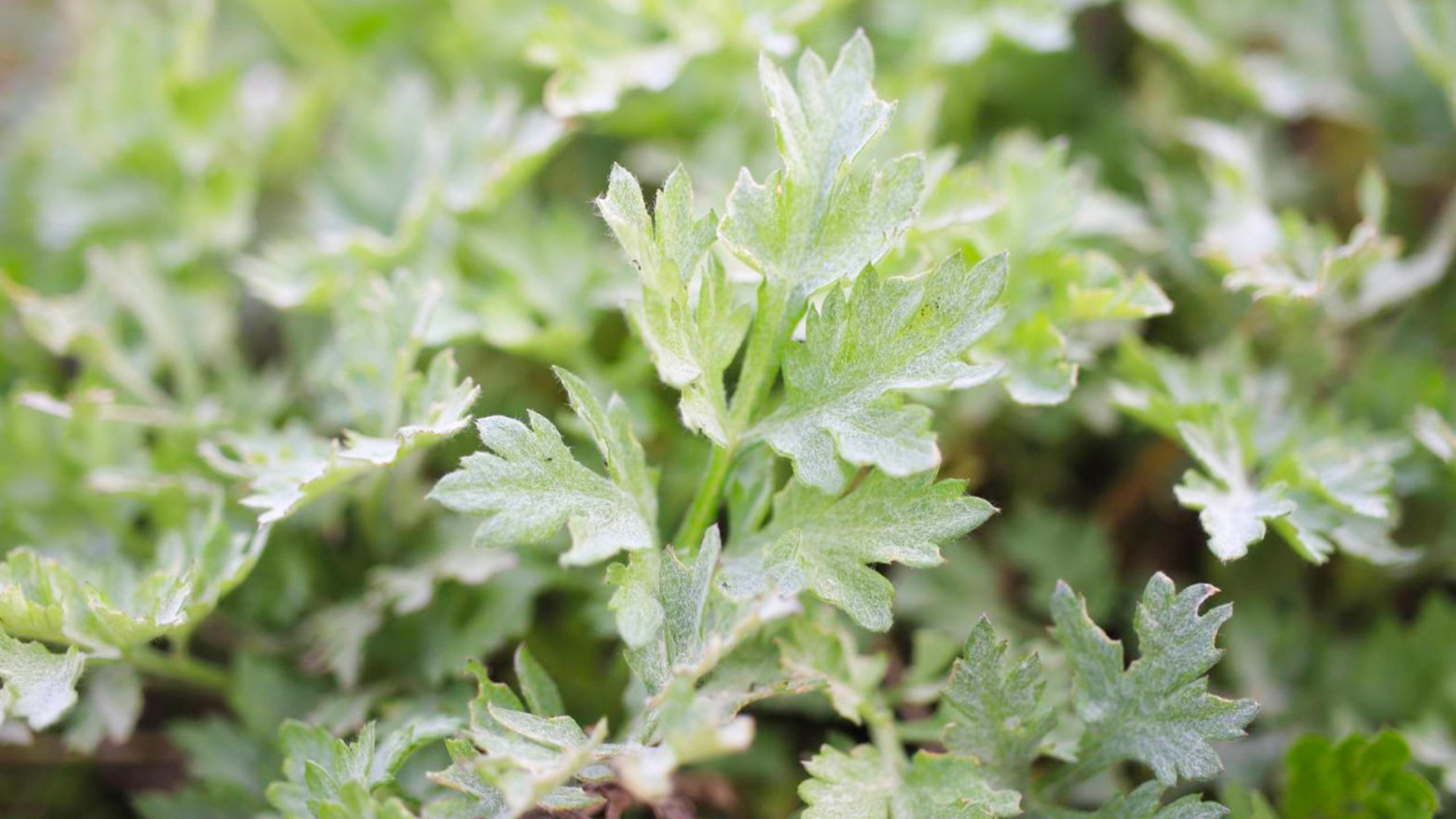 ・【よもぎ蒸し】「エメラルドよもぎ」を使用したよもぎ蒸しで、気持ちのよい時間をお過ごしください