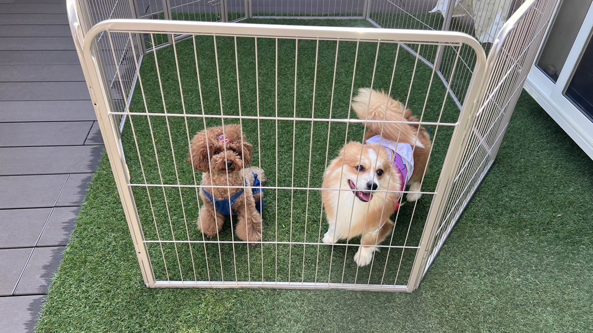 ・【ペット／ラベンダー】ワンちゃんが遊びやすいようデッキには人工芝を敷き、サークルを設置しております