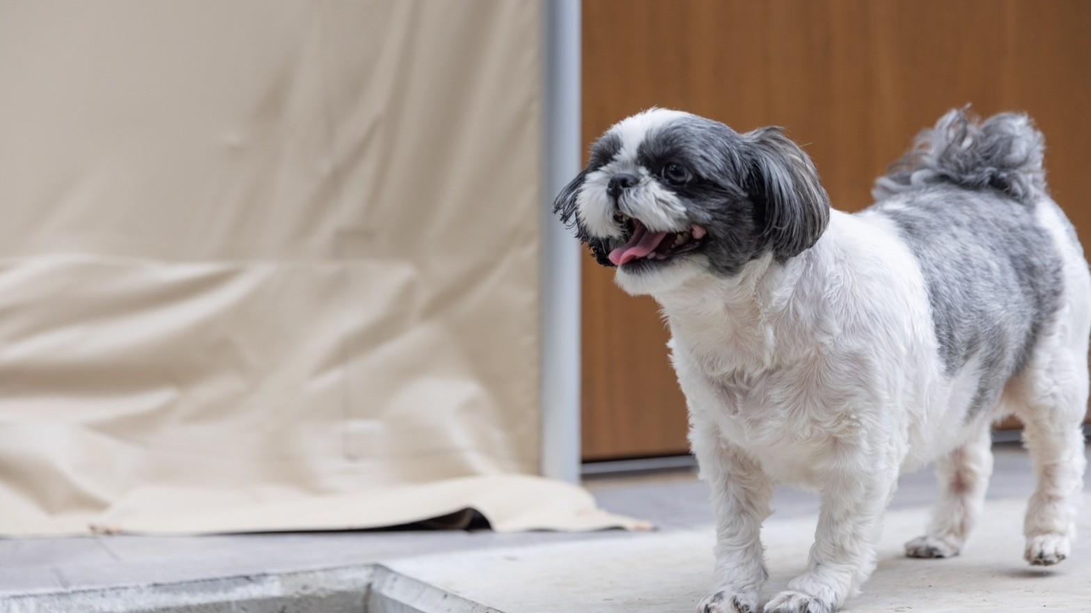 ペットと楽しめるグランピング