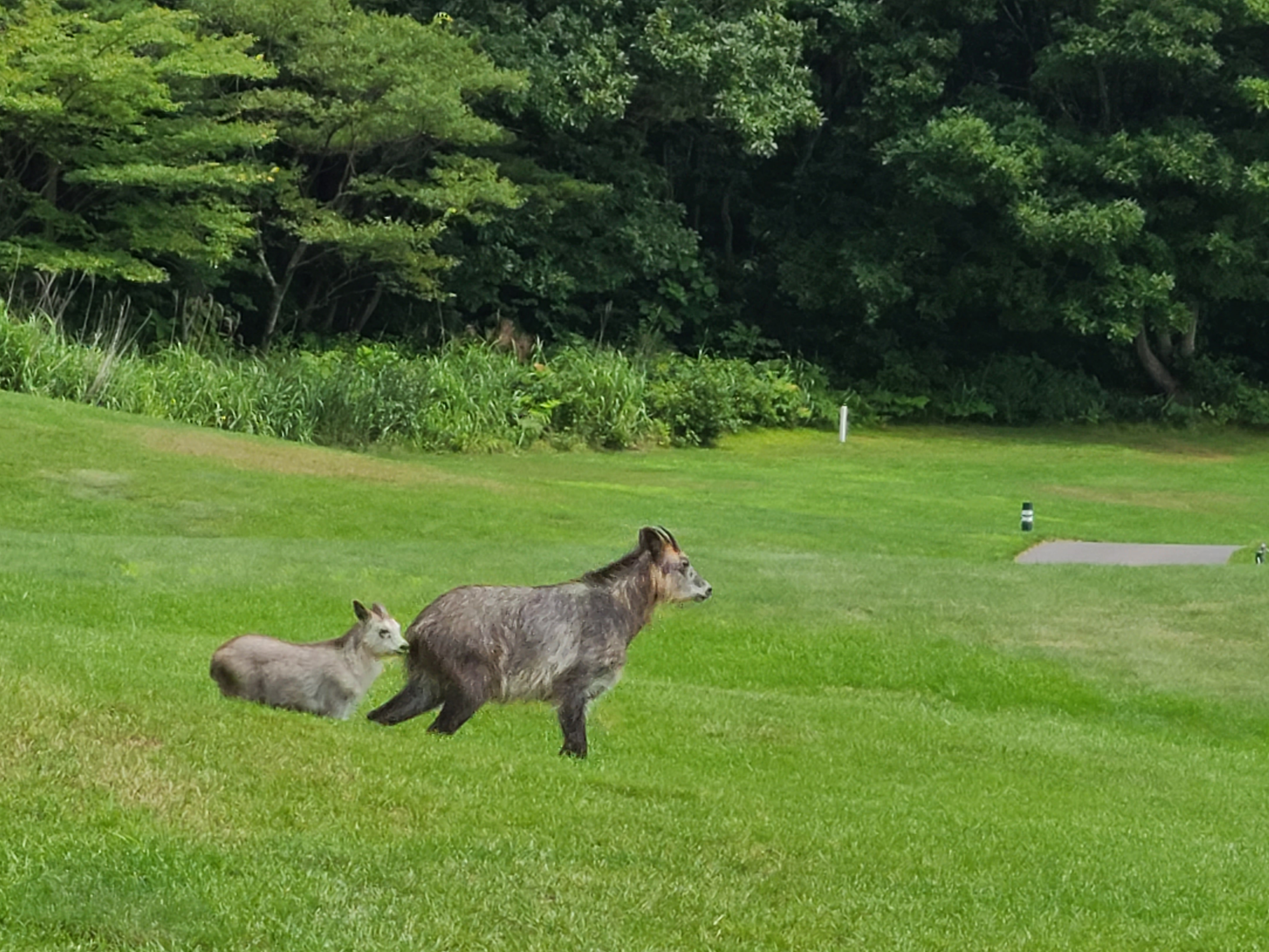 特別天然記念物ニホンカモシカ