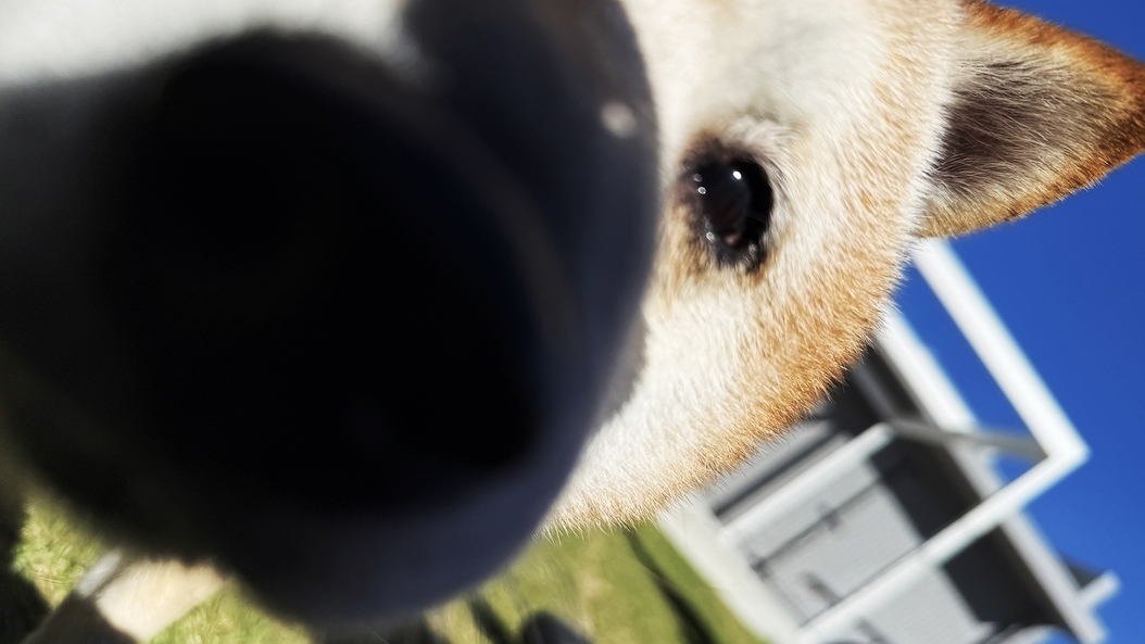 【50％OFF】【楽天スーパーSALE】愛犬と一緒に過ごす贅沢な白浜ステイ＜素泊まり＞