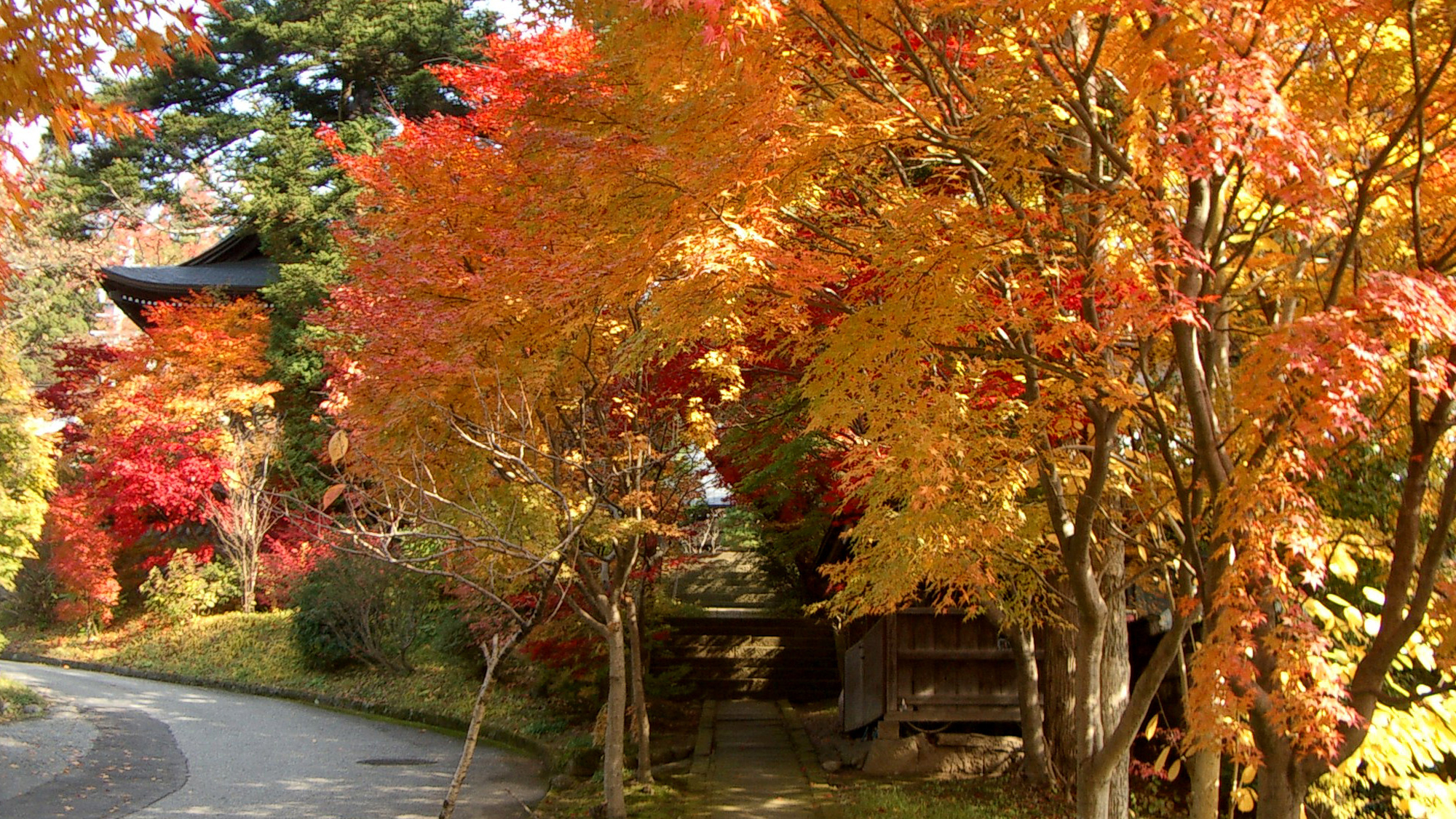 紅葉を楽しみながらのお寺めぐりもおすすめです。天照寺までは壱龍から徒歩15分ほど。