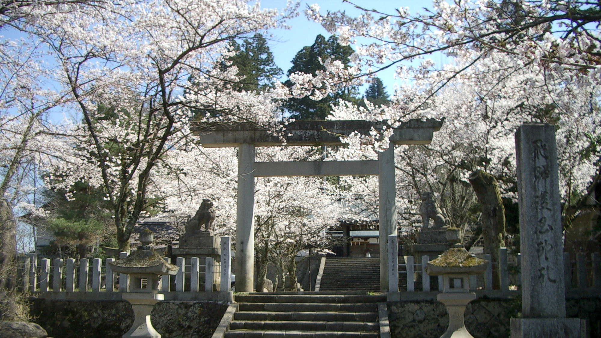 飛騨護国神社は徒歩20分。桜が散った後、お堀にびっしり浮かぶ「花筏」も見事です。