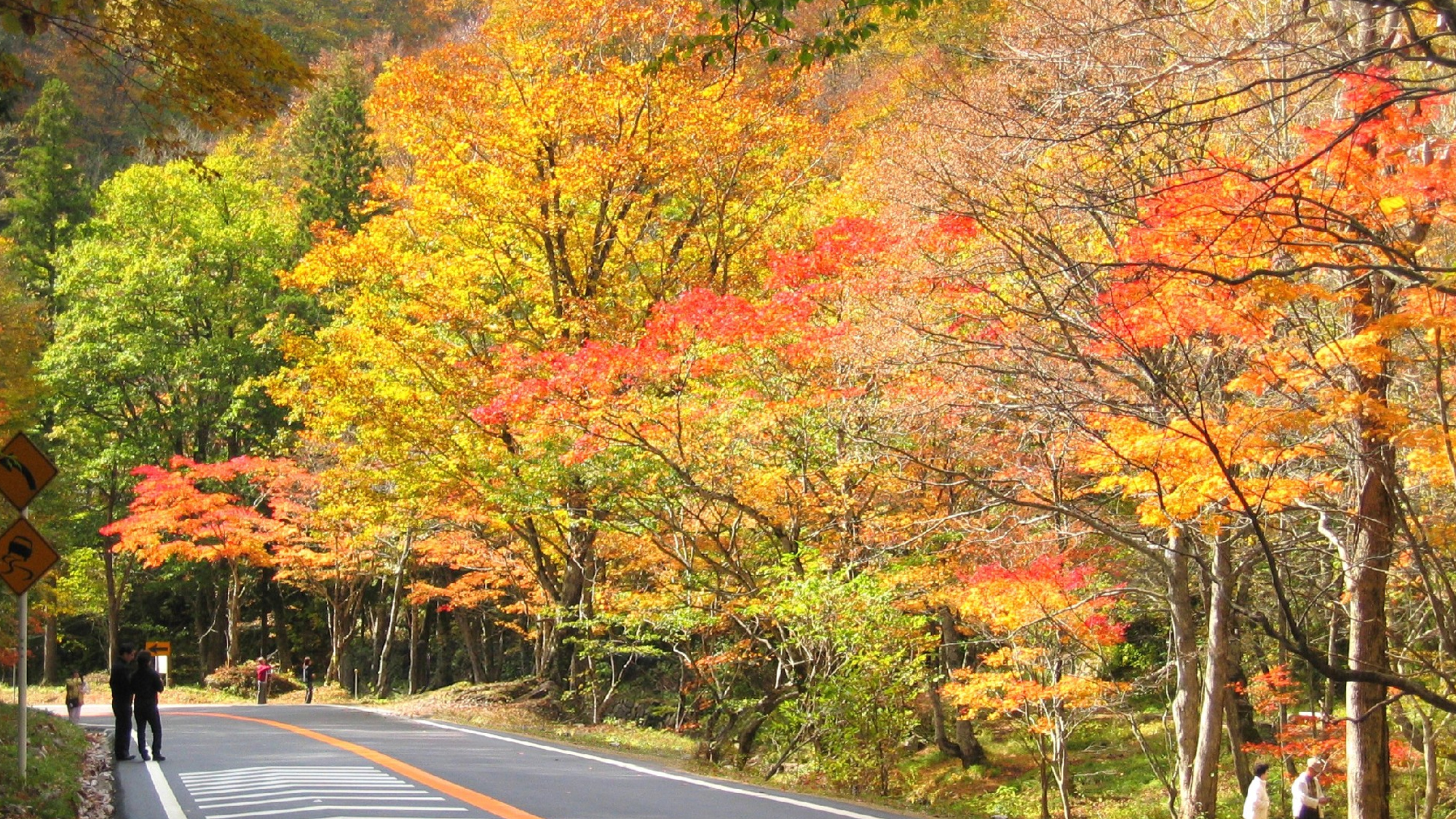 紅葉の中をドライブできるせせらぎ街道は、秋に人気があります。（わき見運転にご注意！）