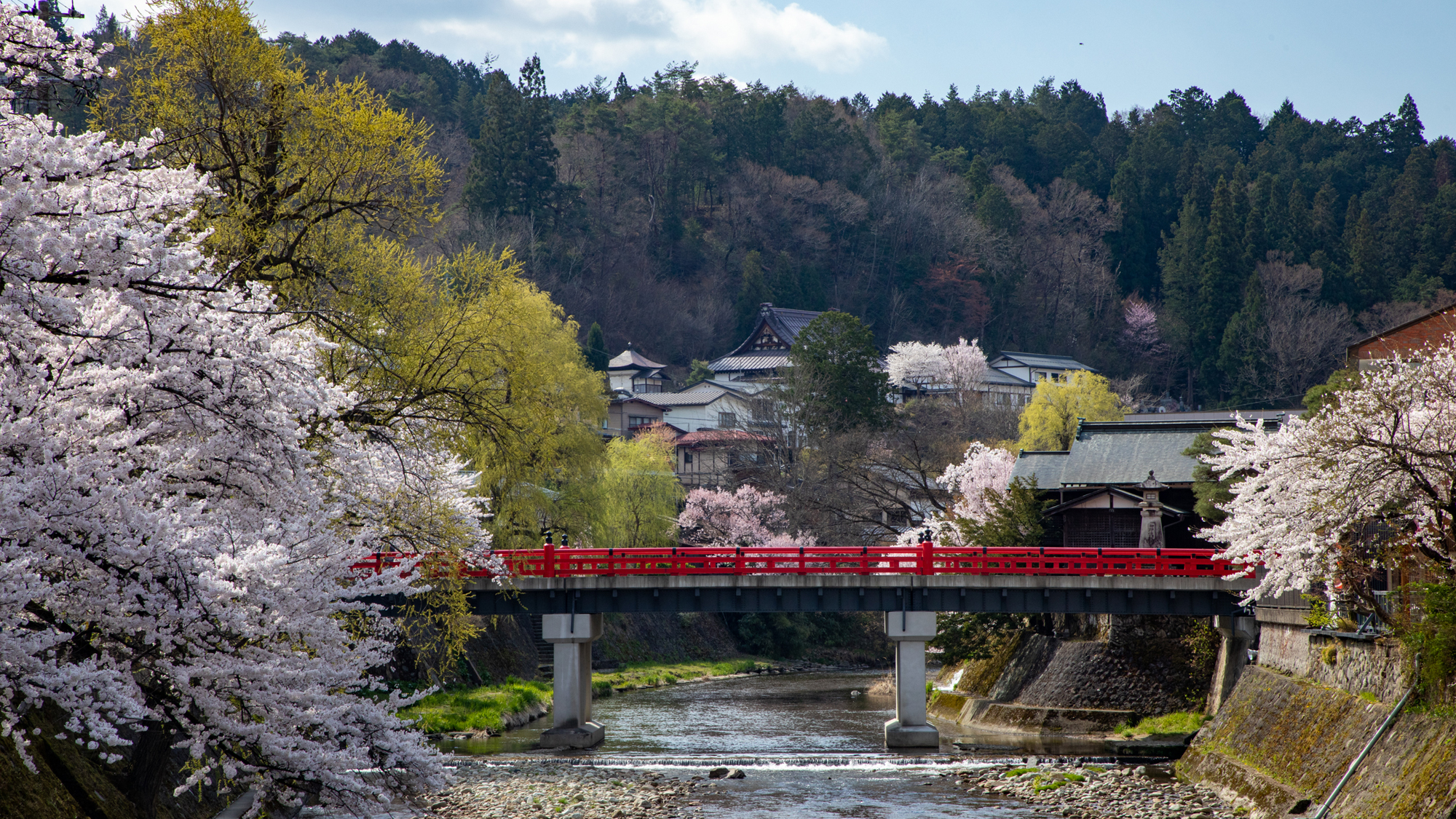 【赤い中橋と春の桜】4月20日前後が見頃。前後5～10日ぐらいは桜を楽しむことができます。