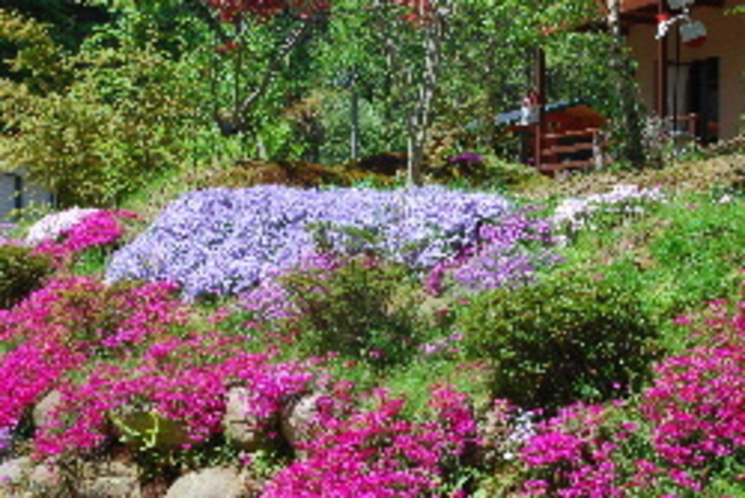 しば桜