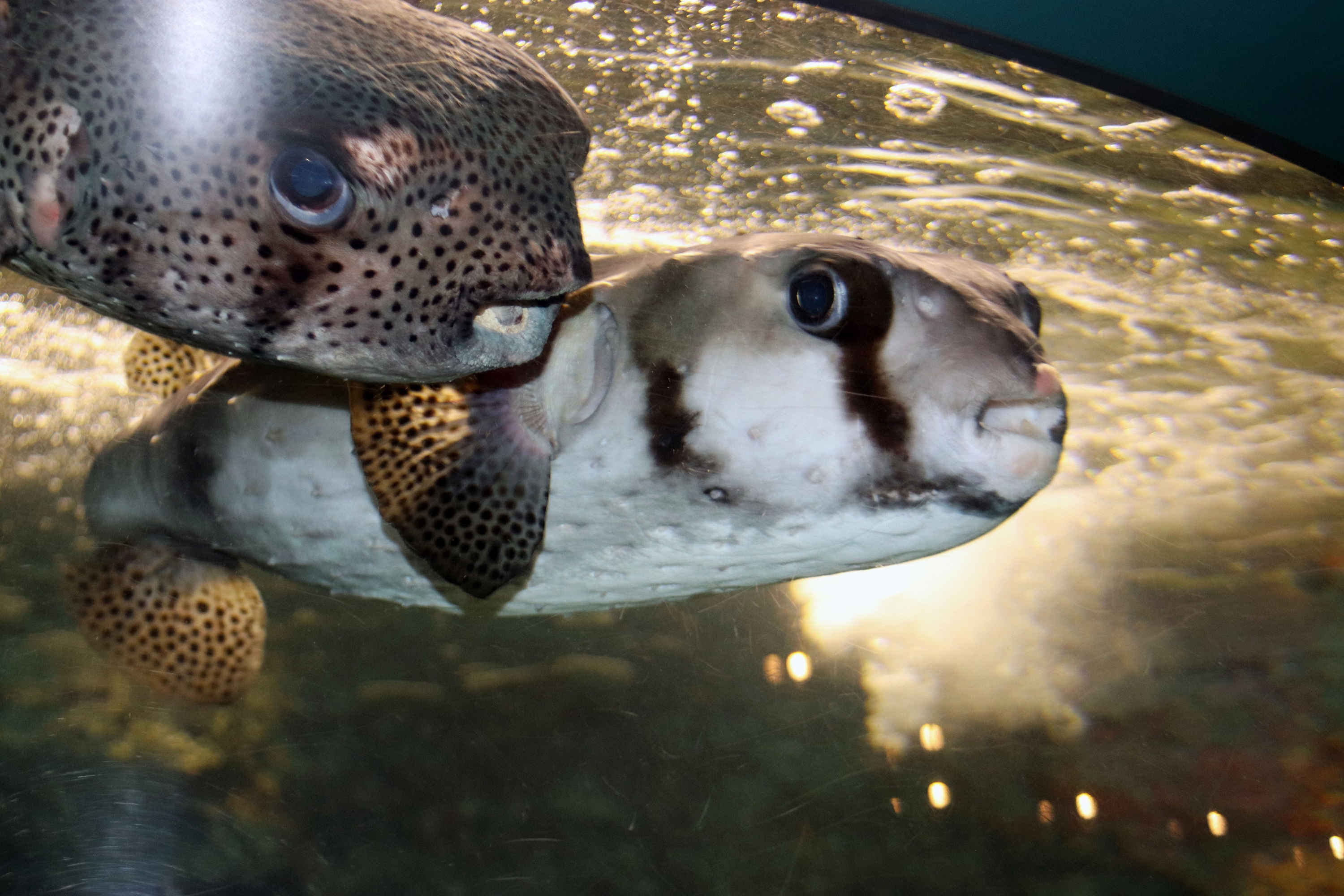 市立しものせき水族館・海響館 ・ふぐ