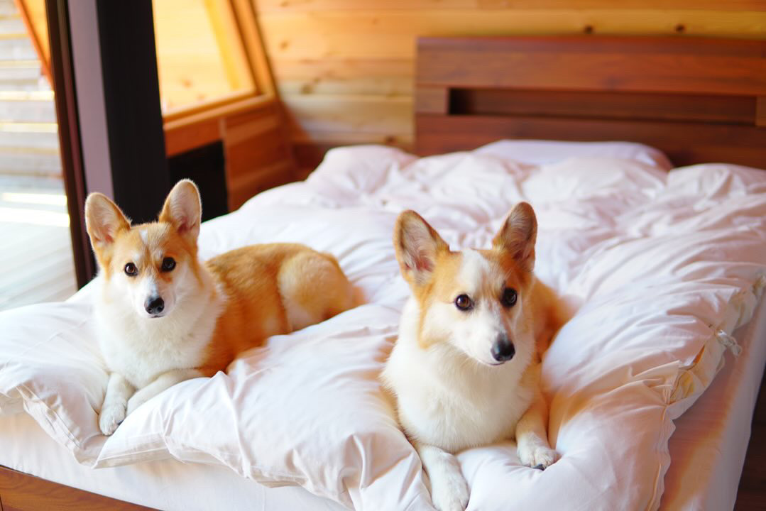 ベッド上もワンコOK