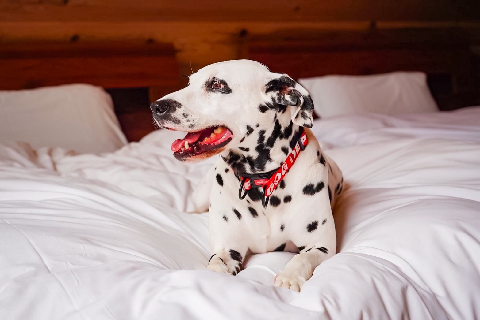 ベッドの上もワンコOK2