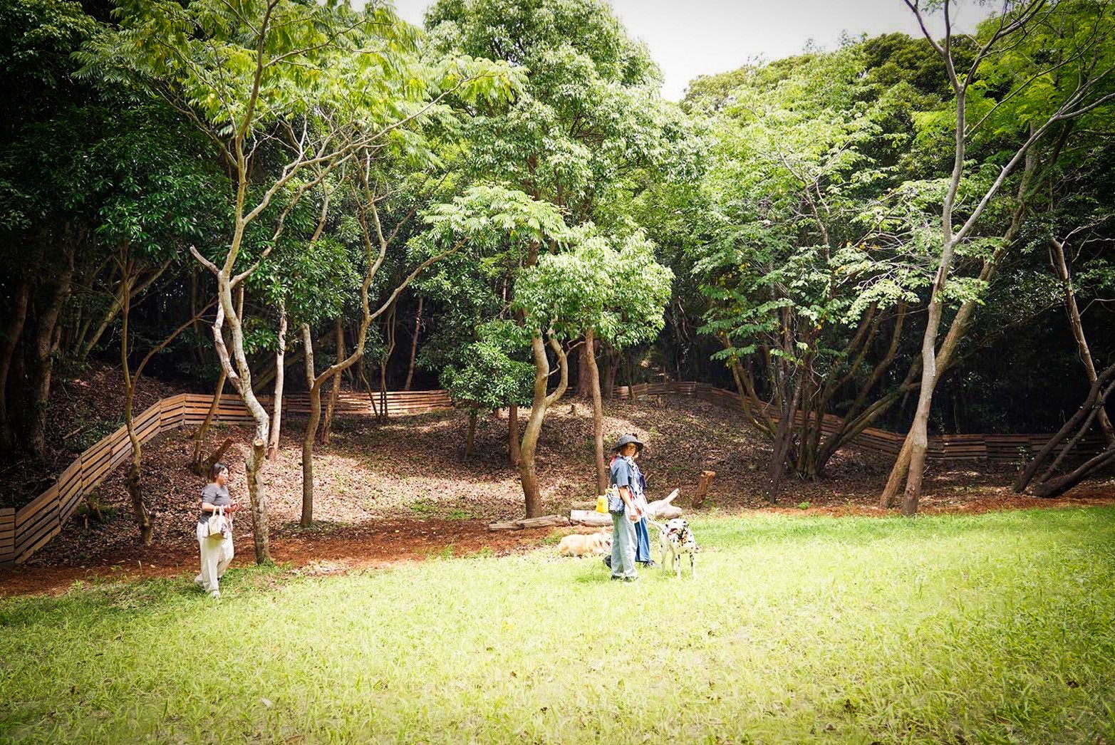 広々ドッグラン