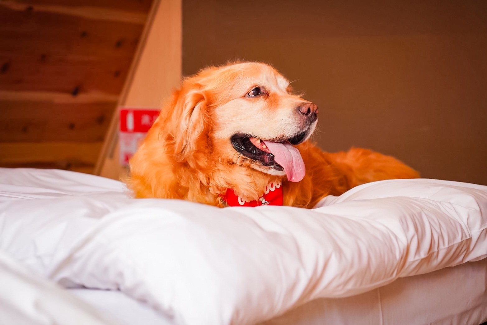 ベッド上もワンコOK4