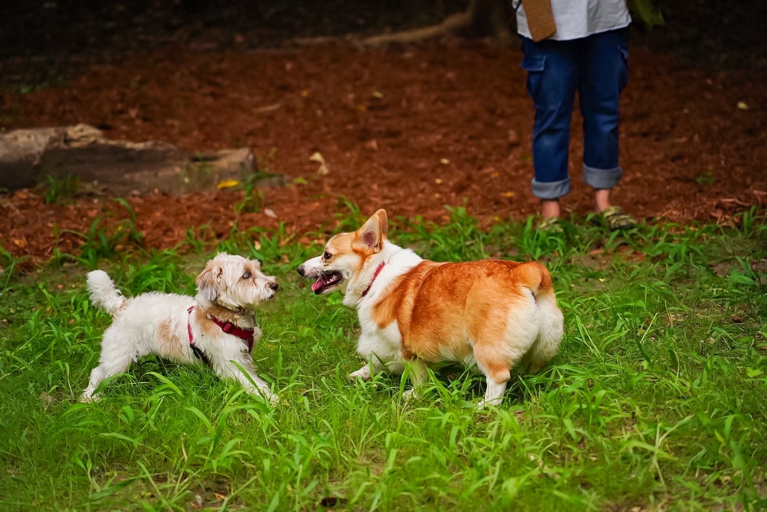 ドッグラン風景５
