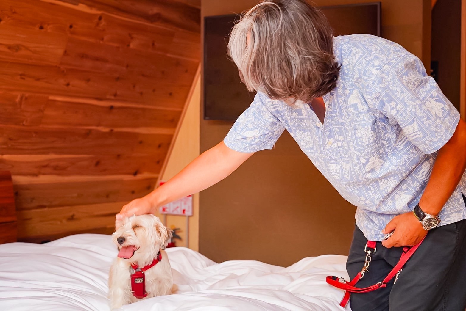 ベッドの上もワンコOK3