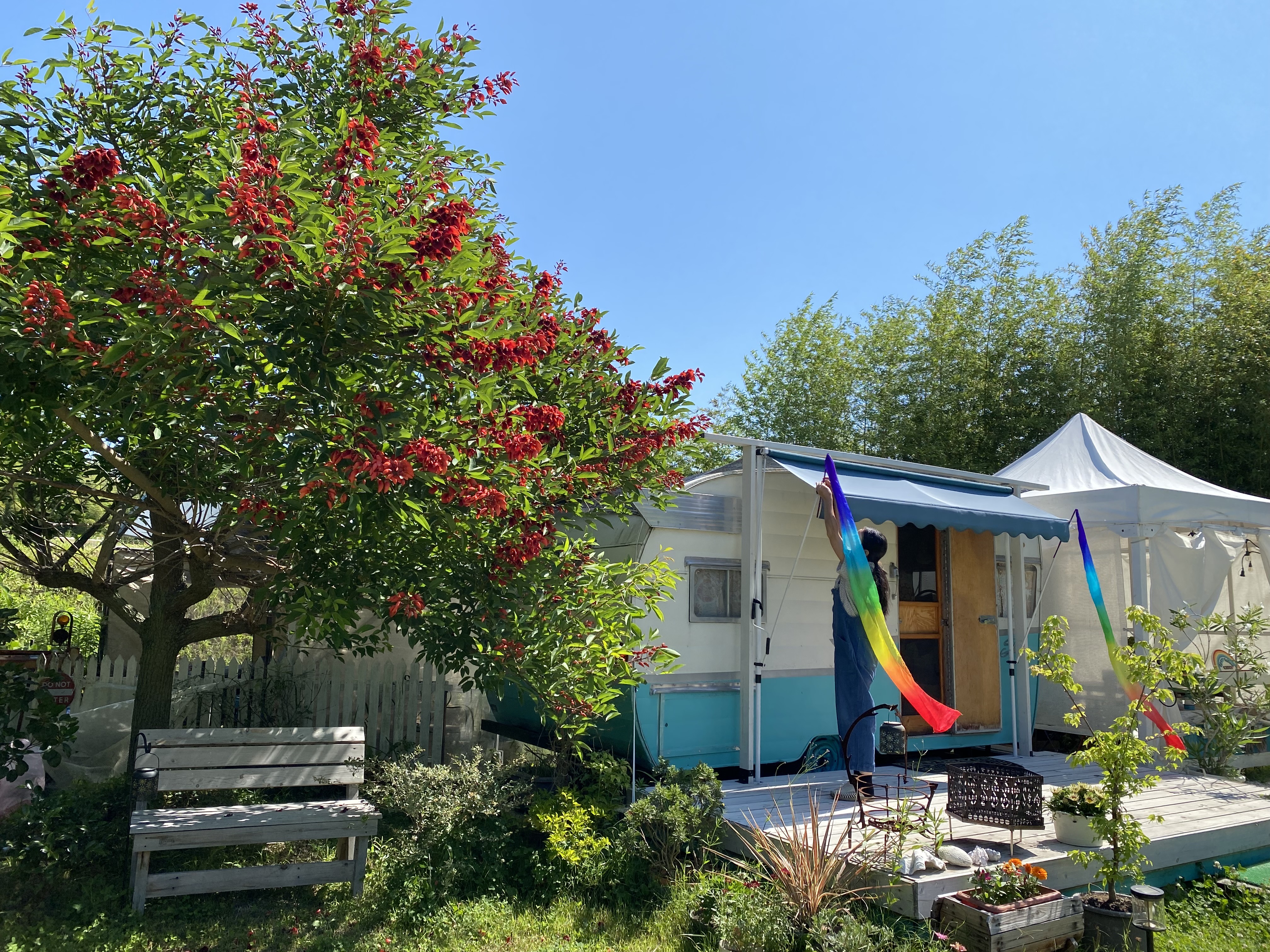 真っ赤なデイゴが満開の夏の