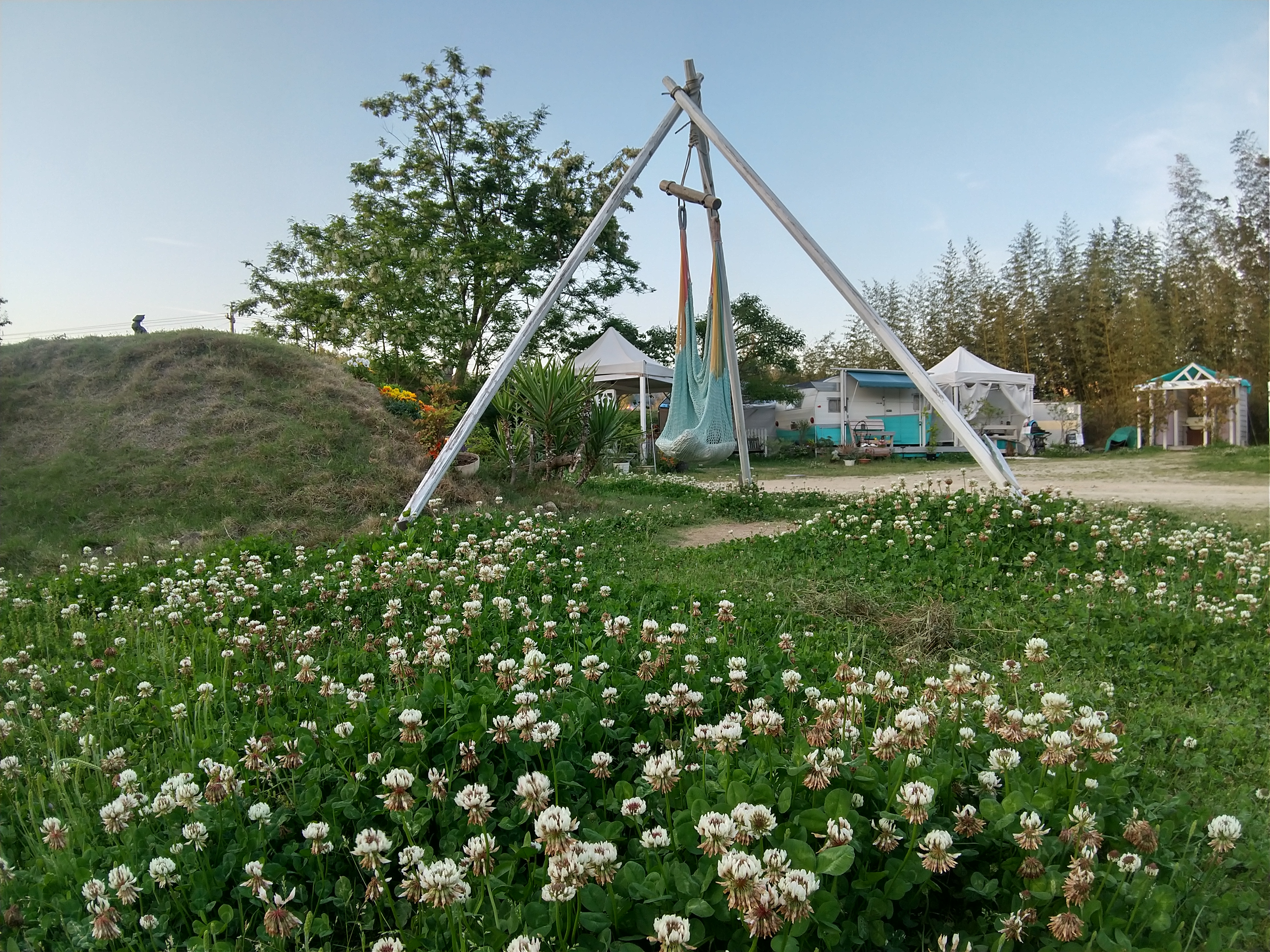 シロツメクサとハンモック