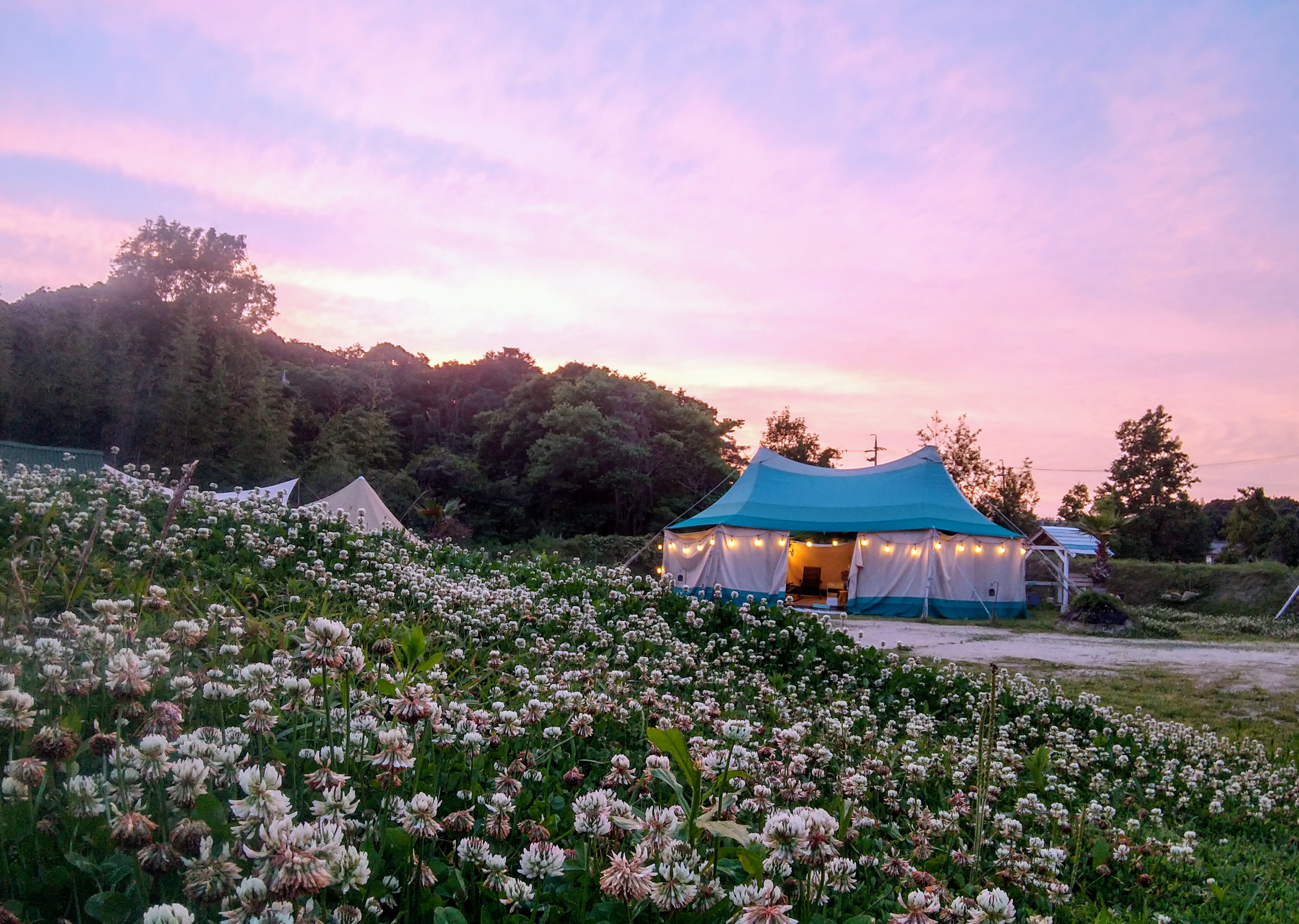シロツメクサ満開の春の場内