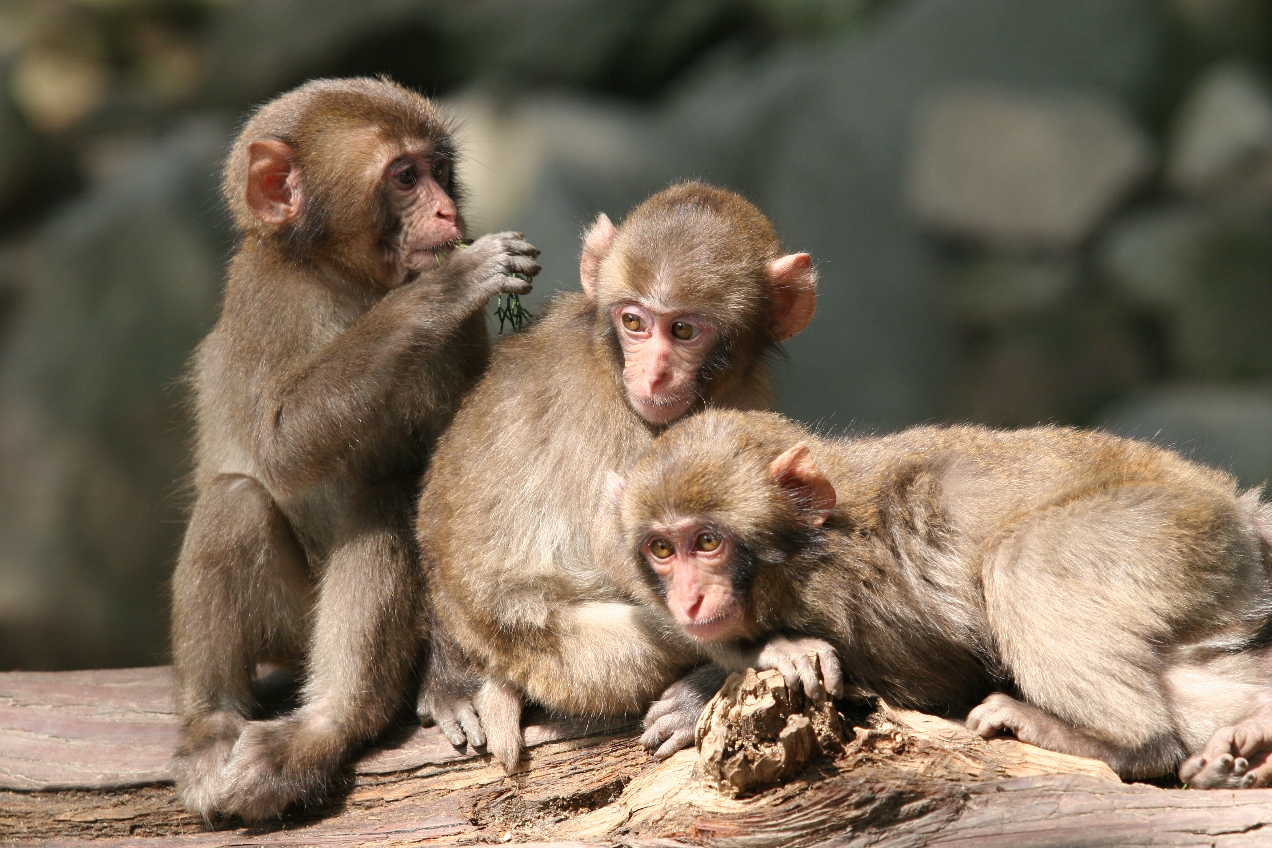 高崎山自然動物園