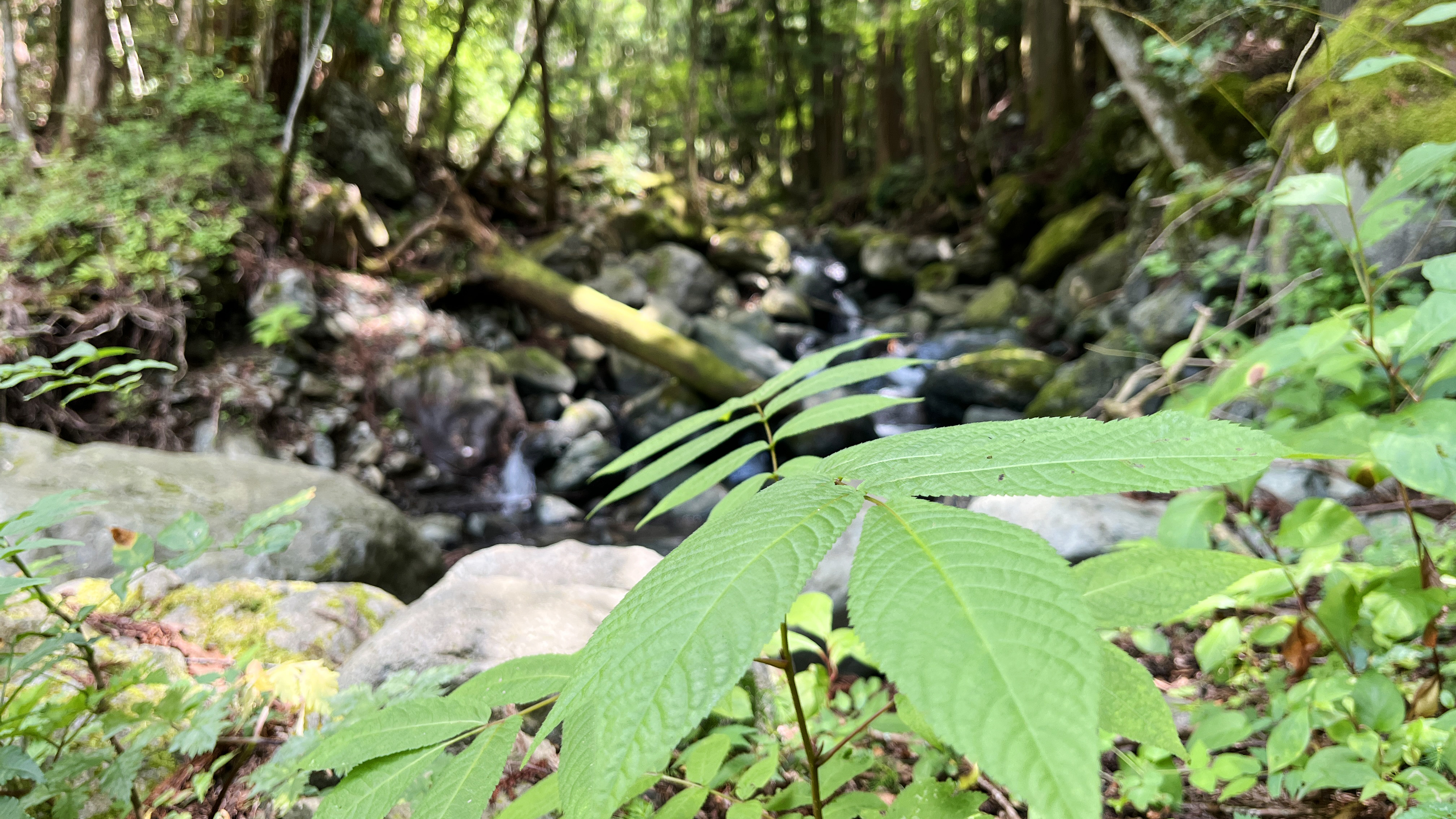 自然◇季節により顔を変える四季の木々