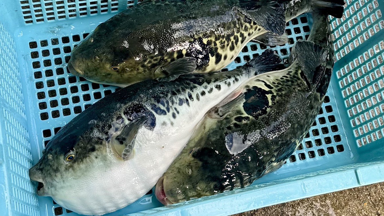 【連泊でお得に♪】冬季限定☆しゃぶしゃぶ＆ふぐ鍋【2食付/部屋食】愛犬同伴