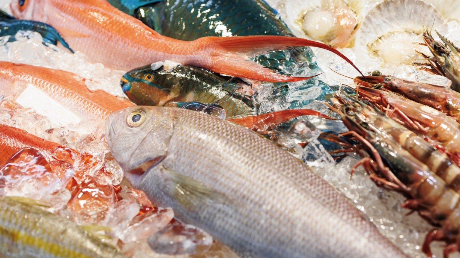 島の海幸・厳選した地魚と旬を味わう逸品会席