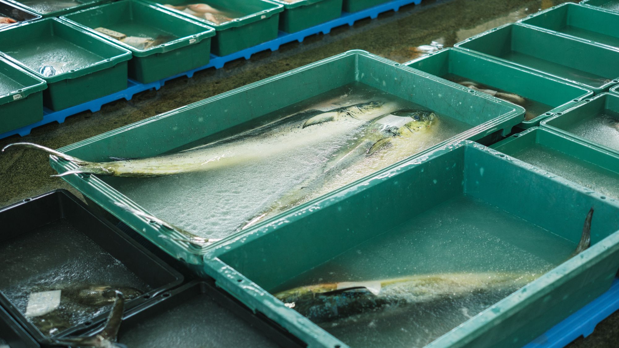 辺土名漁港・国頭漁業協同組合（沖縄県国頭郡国頭村）でセリ見学