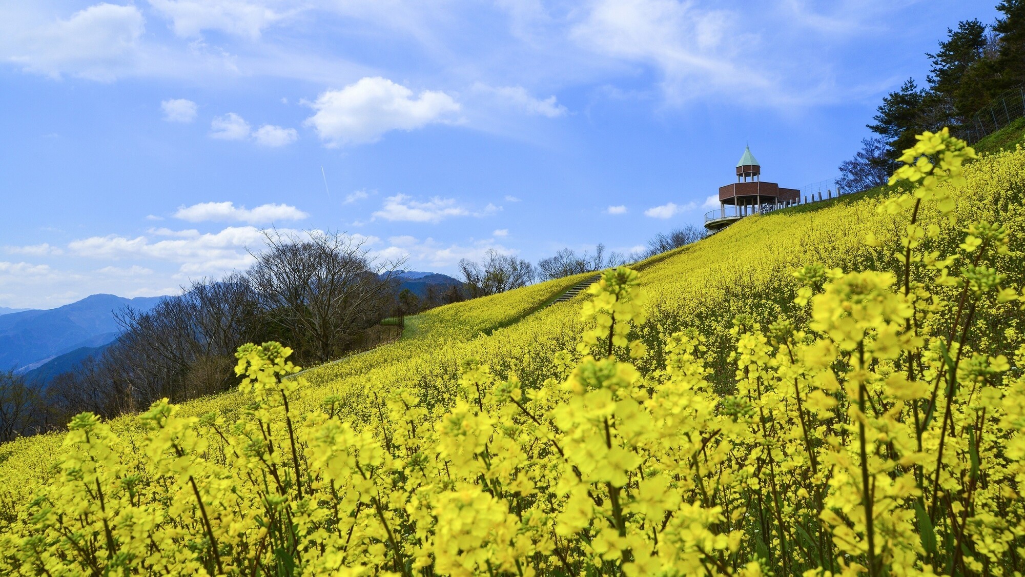 翠波高原（すいはこうげん）