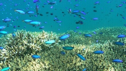 宇和海海域公園・鹿島